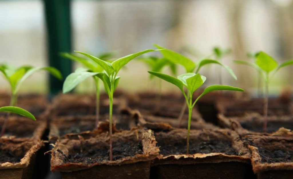 Modern tuinkas design voor het kweken van planten in je tuin