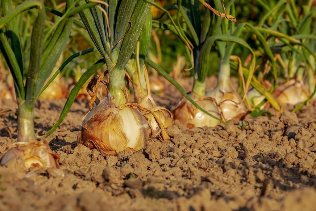 Stappen voor het beginnen van een moestuin met tuingereedschap en groenten in volle groei