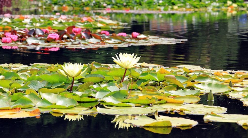 Inspiratie voor het ontwerpen van een prachtige vijver met waterplanten en natuurlijke elementen in een tuinlandschap