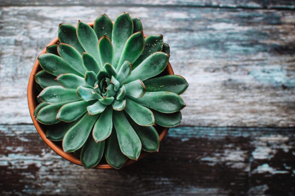 Groene potplanten en online plantcadeau opties voor thuis. Sansevieria, Zamioculcas en andere verzorgde planten.