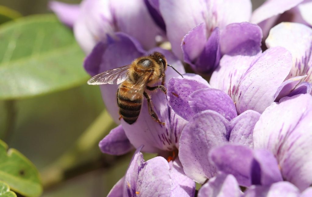 Demonstratie van juiste voeding voor een weelderige tuin met gezonde planten en groeiende gewassen