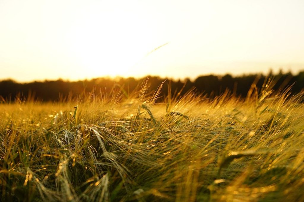 Groene velden met duurzame landbouw praktijken en gewassen in harmonie met de natuur
