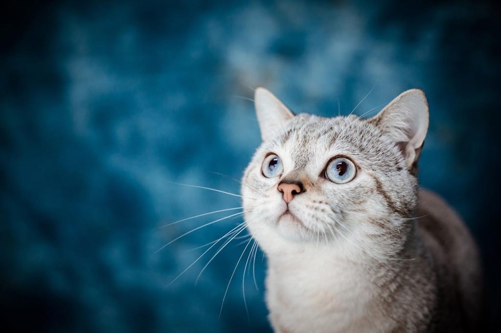 Ingang van beste dierenspeciaalzaak in Westland met vriendelijk personeel en diverse huisdierproducten en voeding