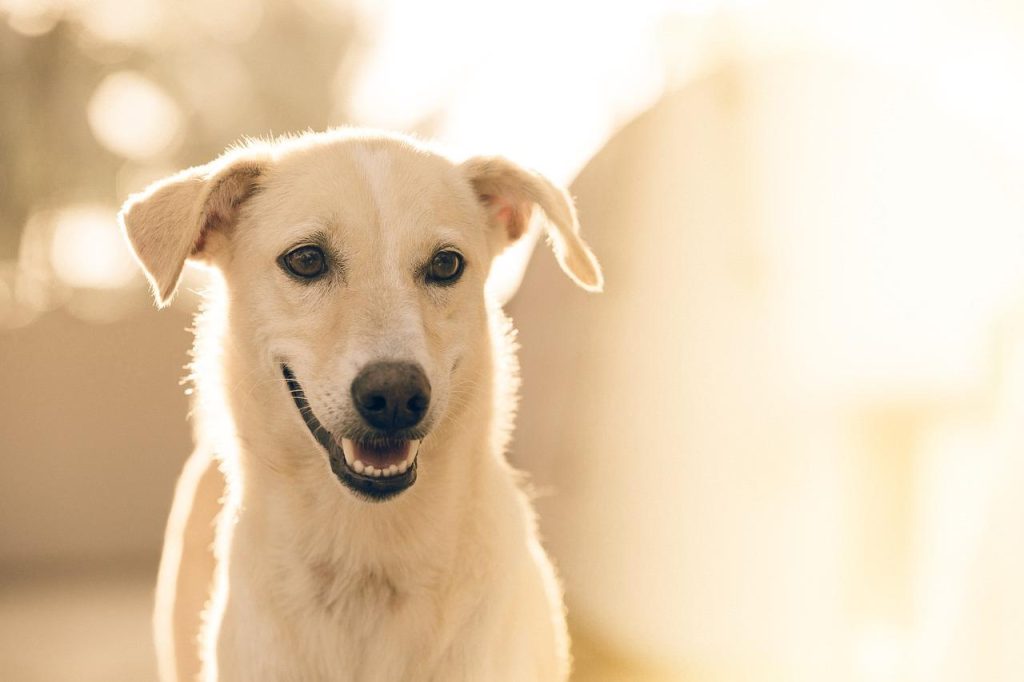 Liefdevolle Pootafdrukken in Zutphen's Hondenfokkerij met gezonde, goed gesocialiseerde pups